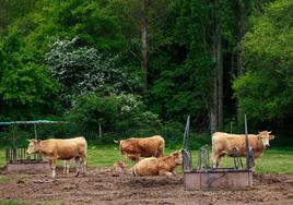 La enfermedad hemorrágica se da, principalmente, en vacas dedicadas a la producción de carne.