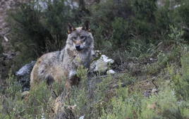 Ejemplar de lobo ibérico.