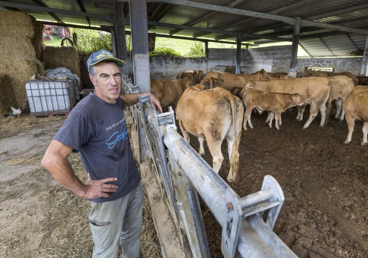 Evaristo Barquín, con algunas de las vacas afectadas por la enfermedad, ayer, en su cuadra de Santiago de Cudeyo.