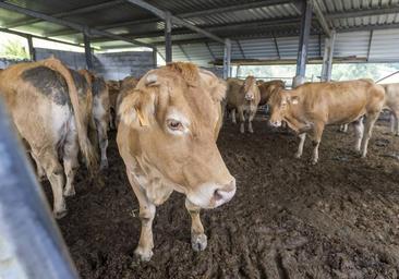 Ganadería confirma que siete vacas han muerto por la enfermedad hemorrágica