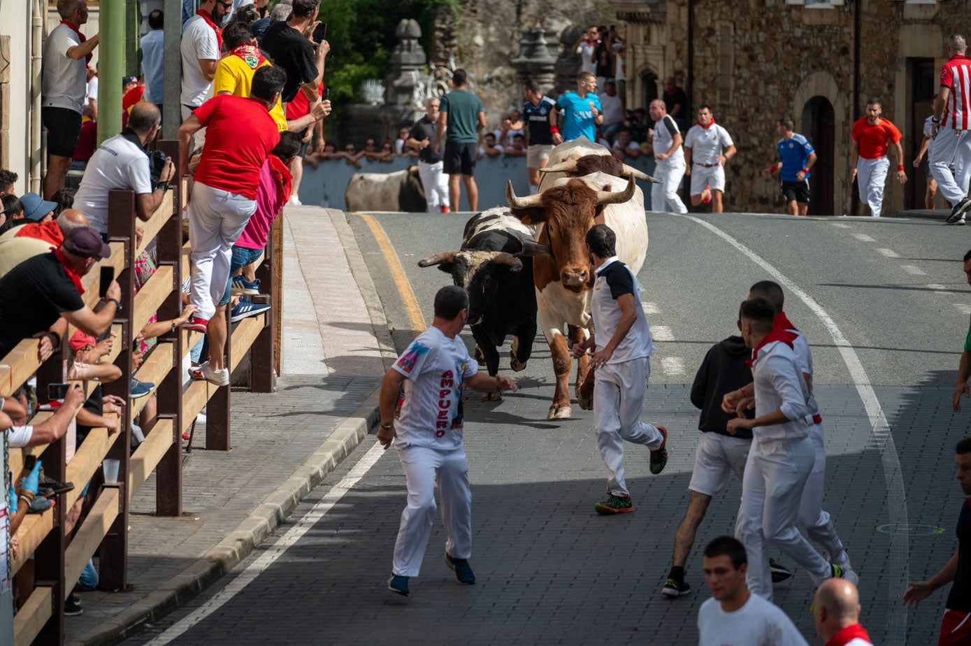 Sacados del coso taurino por callejón, las reses no han seguido a los bueyes de la ganadería Martínez Ríos y han realizado la ida a varios metros de distancia con la excepción de uno de ellos, que lo ha hecho con los mansos.