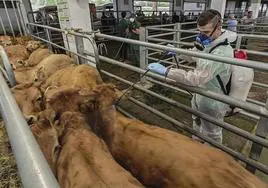 Un técnico veterinario rocía con repelente antimosquitos el lomo de los animales, ayer, en el Mercado Nacional de Ganados de Torrelavega.
