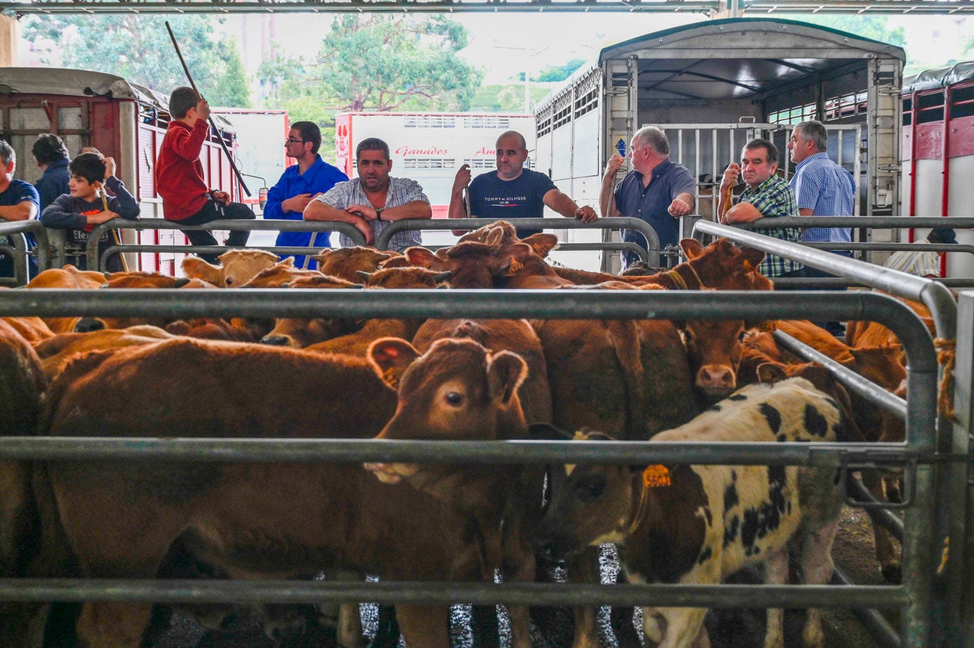 Varias ganaderos observar las vacas, antes de su acceso al Ferial de Ganados.