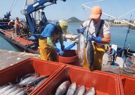 Pescadores en el puerto de Santoña descargando en las tinas las piezas de bonito capturadas en alta mar este verano.