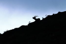 Un venado brama en un ladera al atardecer