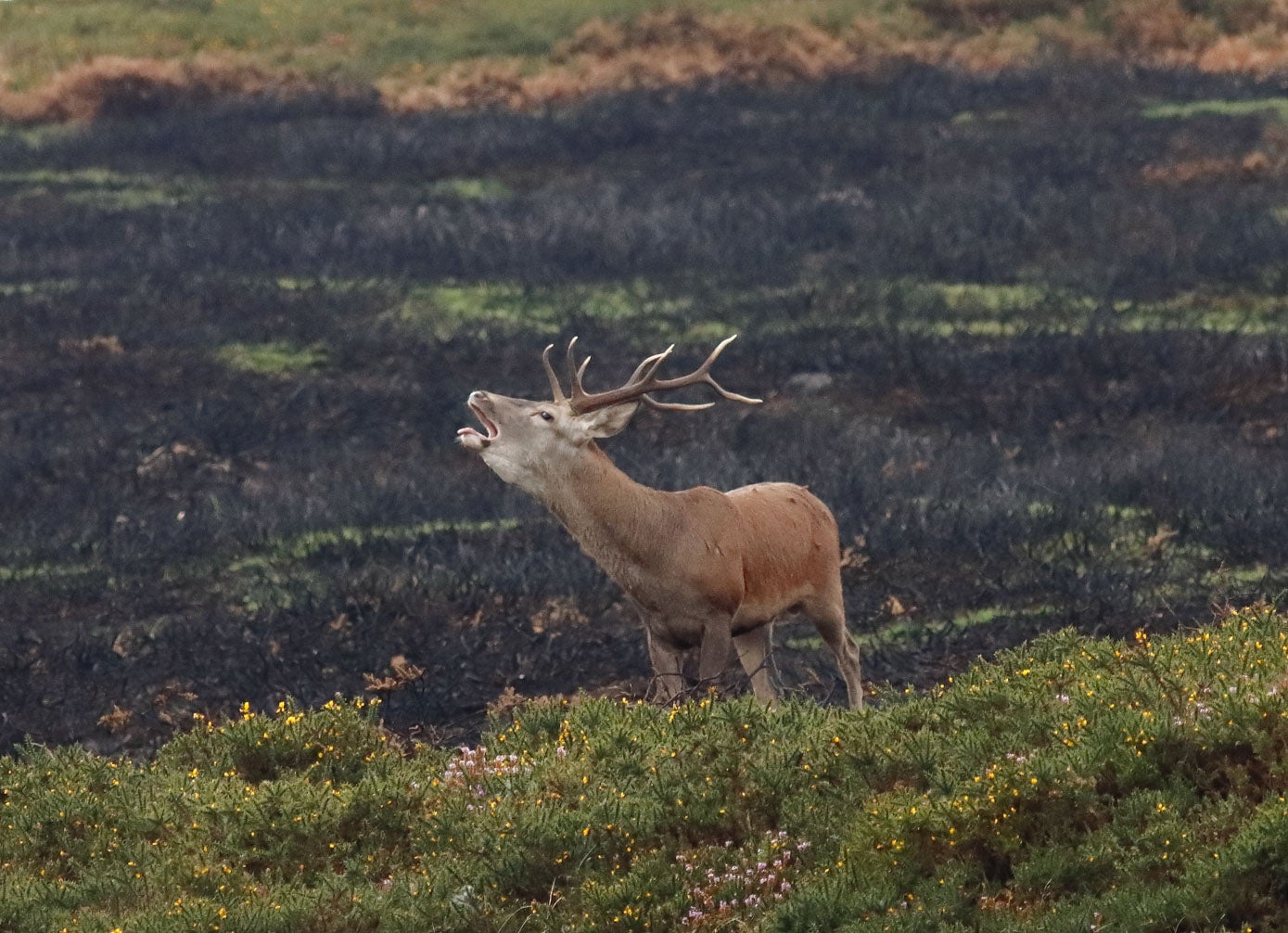 Un venado reclama la atención de las hembras junto a un paraje quemado en un incendio.