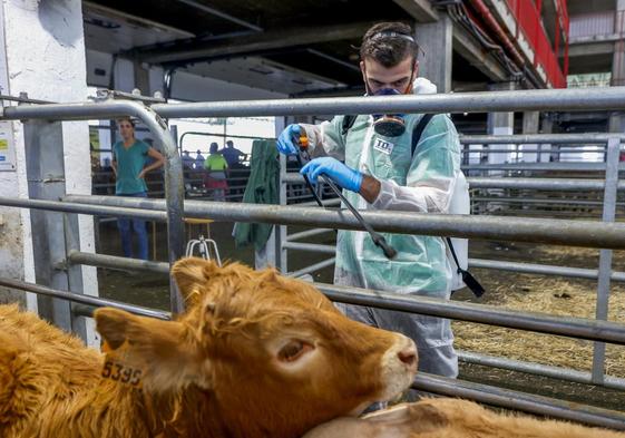 Un técnico veterinario desinsecta a un ternero, ayer, en el Mercado de Ganados de Torrelavega.