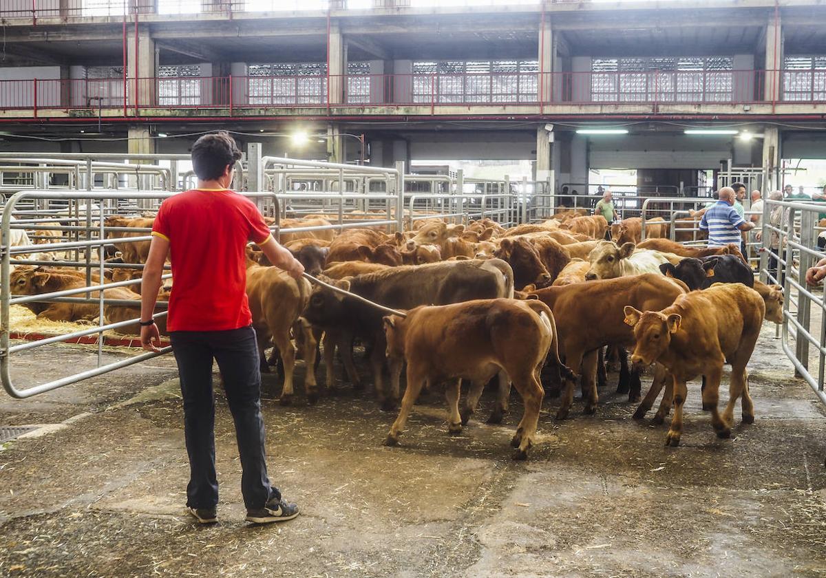 Los ganaderos rebaten a Ganadería: «La enfermedad hemorrágica no está controlada»