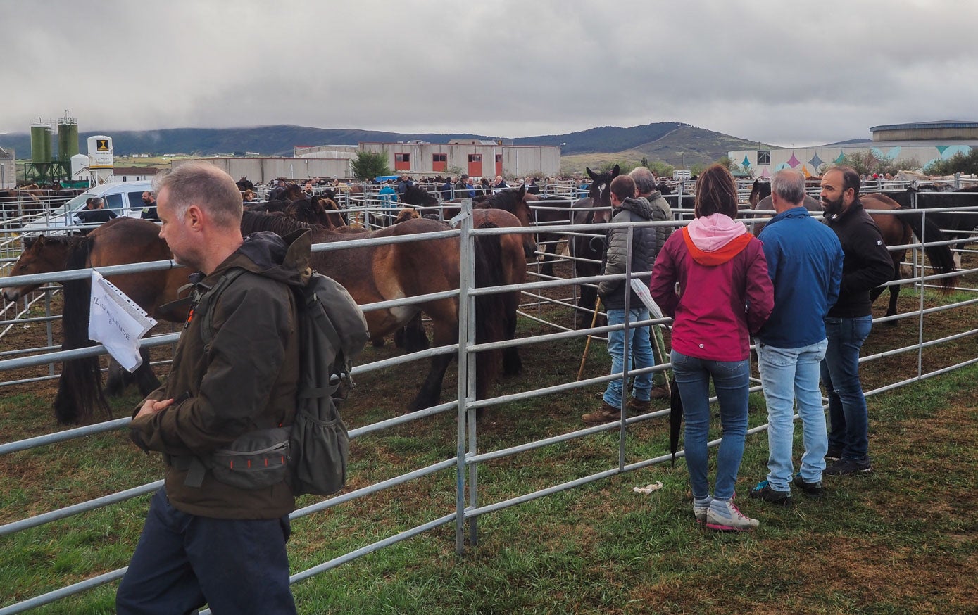 En San Mateo se ven sobre todo caballos