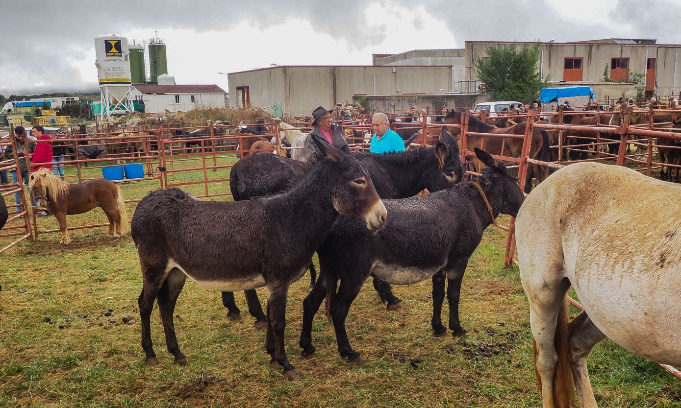 Un grupo de burros en la feria