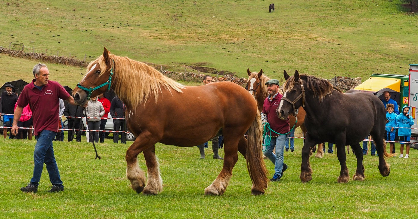 Los caballos de la raza Bretona Pura e Hispano Bretona han sido protagonistas. Un momento del paseillo