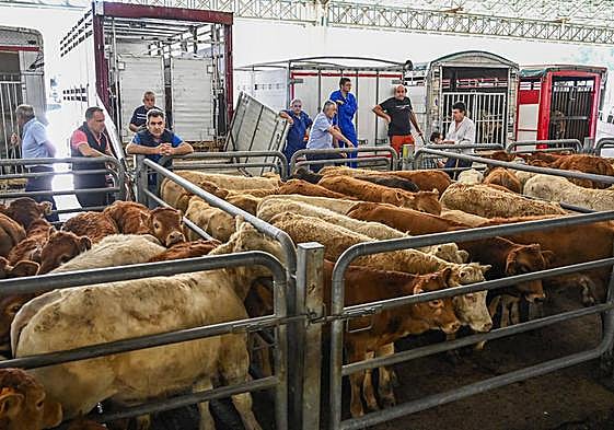 Cantabria suma 294 nuevos casos de enfermedad hemorrágica y la muerte de 32 vacas en dos días