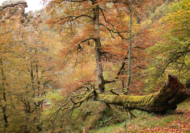 Estampa del parque natural, en la Mancomunidad Campoo-Cabuérniga