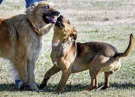 Perro maltratado, 'Yen', acogido en el Centro Canino del Norte, de Villaverde de Pontones.