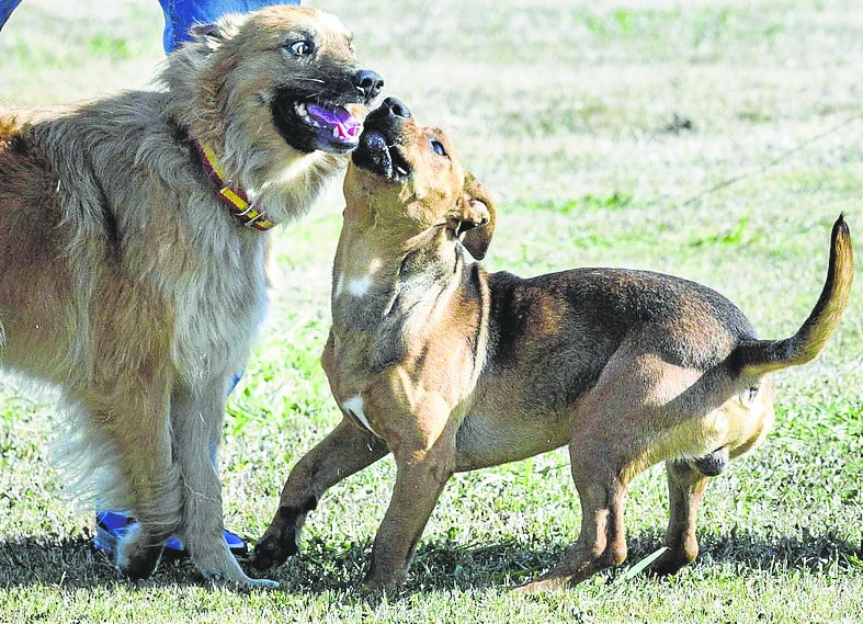 Perro maltratado, 'Yen', acogido en el Centro Canino del Norte, de Villaverde de Pontones.