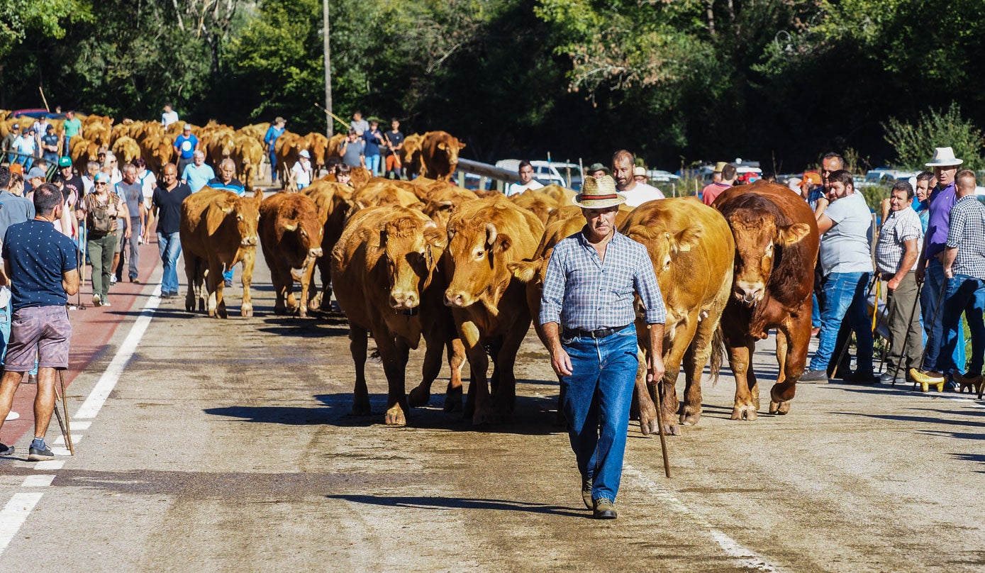 Durante la tarde siguió el ambiente festivo con el tradicional concurso de arrastre de ganado