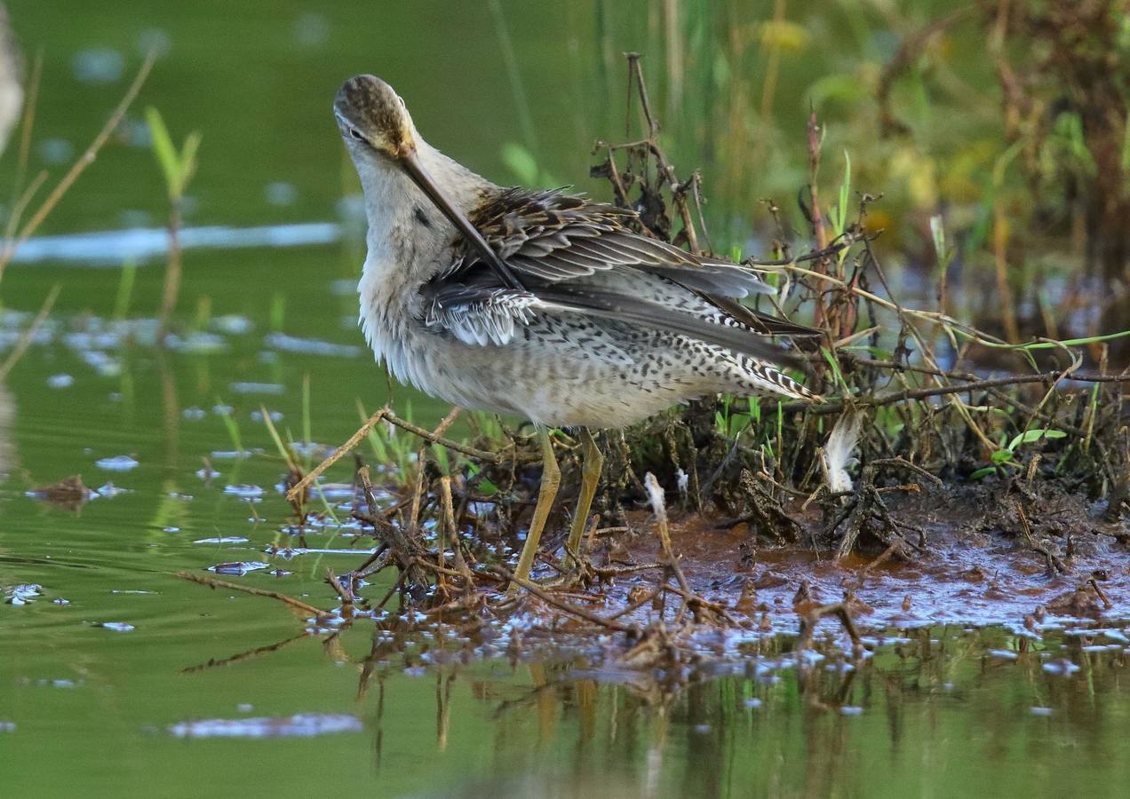 Astillero y Noja celebran este domingo el Día Mundial de las Aves