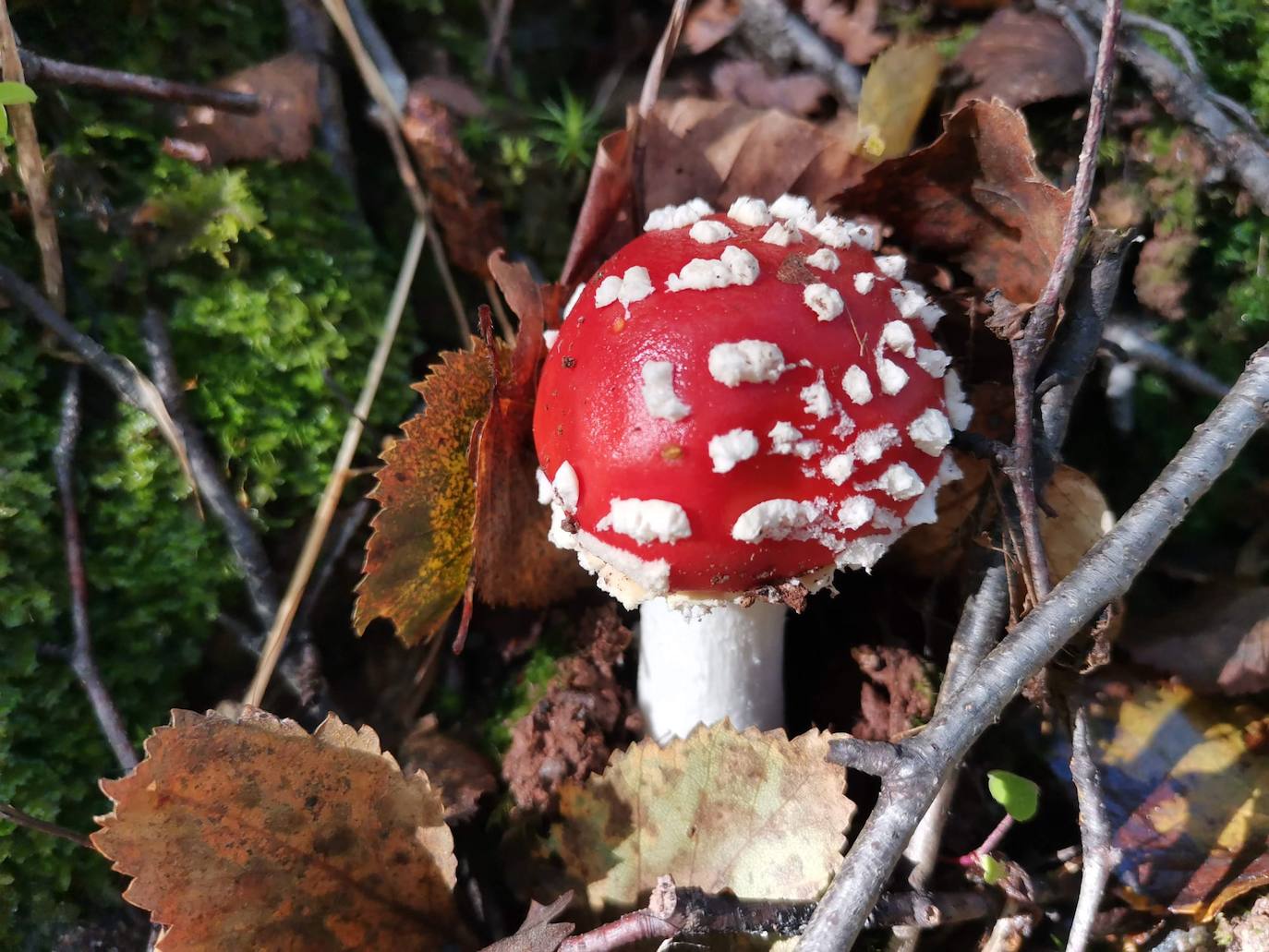 Una vez entramos en el bosque de Bayatún, nos encontraremos con maravillas de la naturaleza como esta 'Amanita Muscaria'.