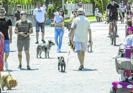 Propietarios de perros pasean por una zona céntrica de Castro Urdiales.