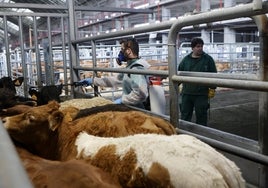 Labores de desinsectación contra la enfermedad hemorrágica en el Mercado de Torrelavega.