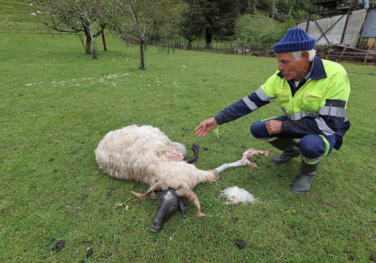 Un ganadero muestra una oveja muerta por un lobo en Treceño