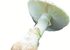 Amanita verna.