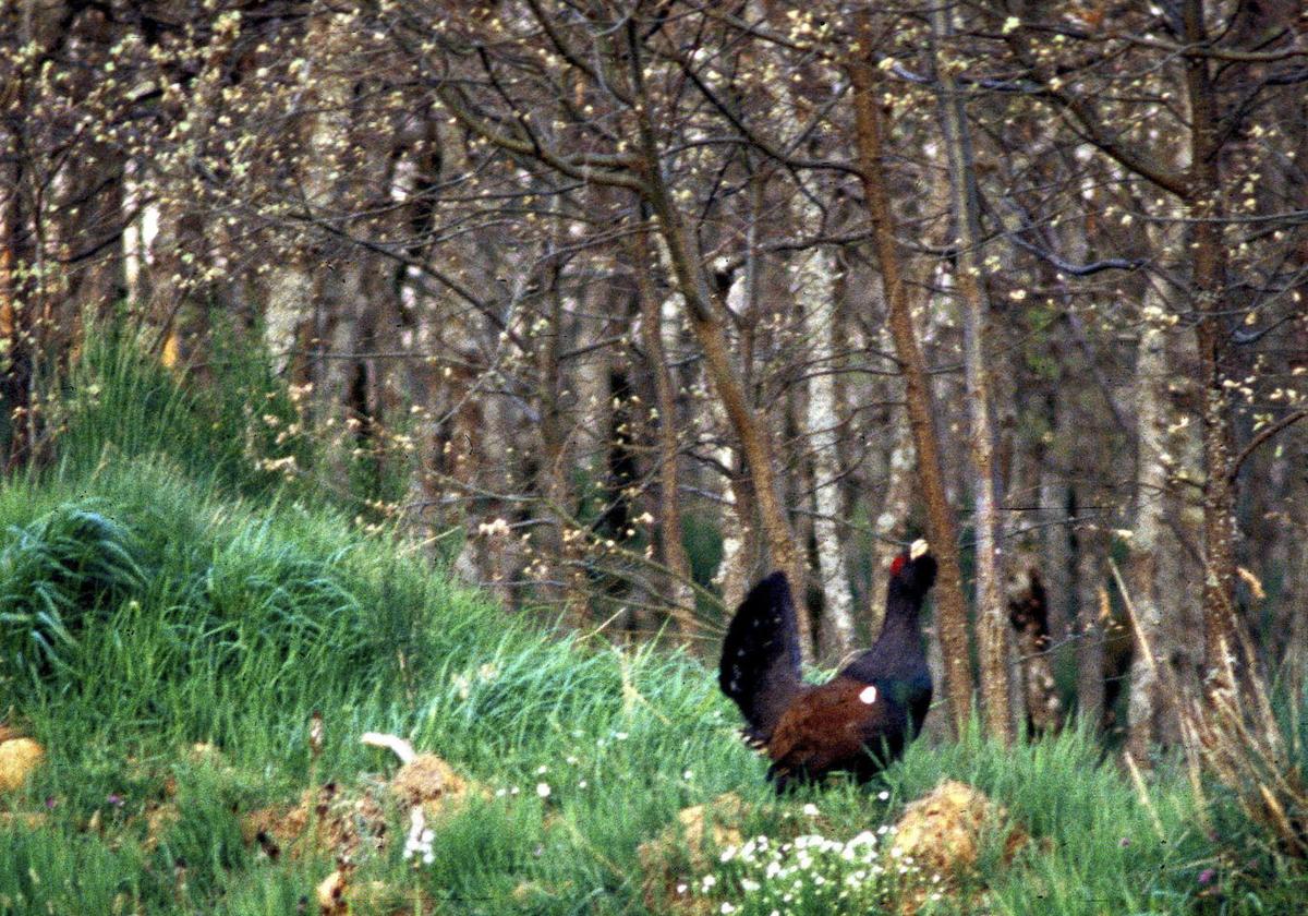 El urogallo cantábrico resiste al riesgo de extinción con apenas 190 ejemplares