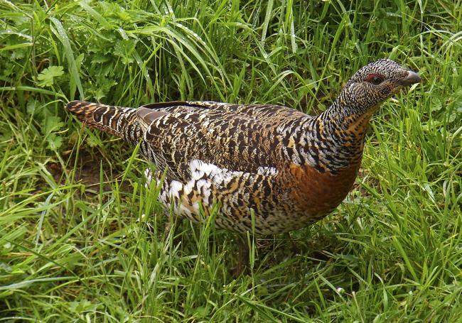 Este ave forestal de hábitos terrestres, inconfundible por su corpulencia y su marcado dimorfismo sexual es uno de los grandes enigmas en la conservación de las especies. Está prácticamente desaparecido y los expertos no llegan a saber cuáles han sido las circunstancias que le han conducido por el inexorable camino de la desaparición