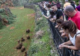 Cientos de personas para ver el recinto de los osos. Los huecos en la barandilla estaban cotizados.