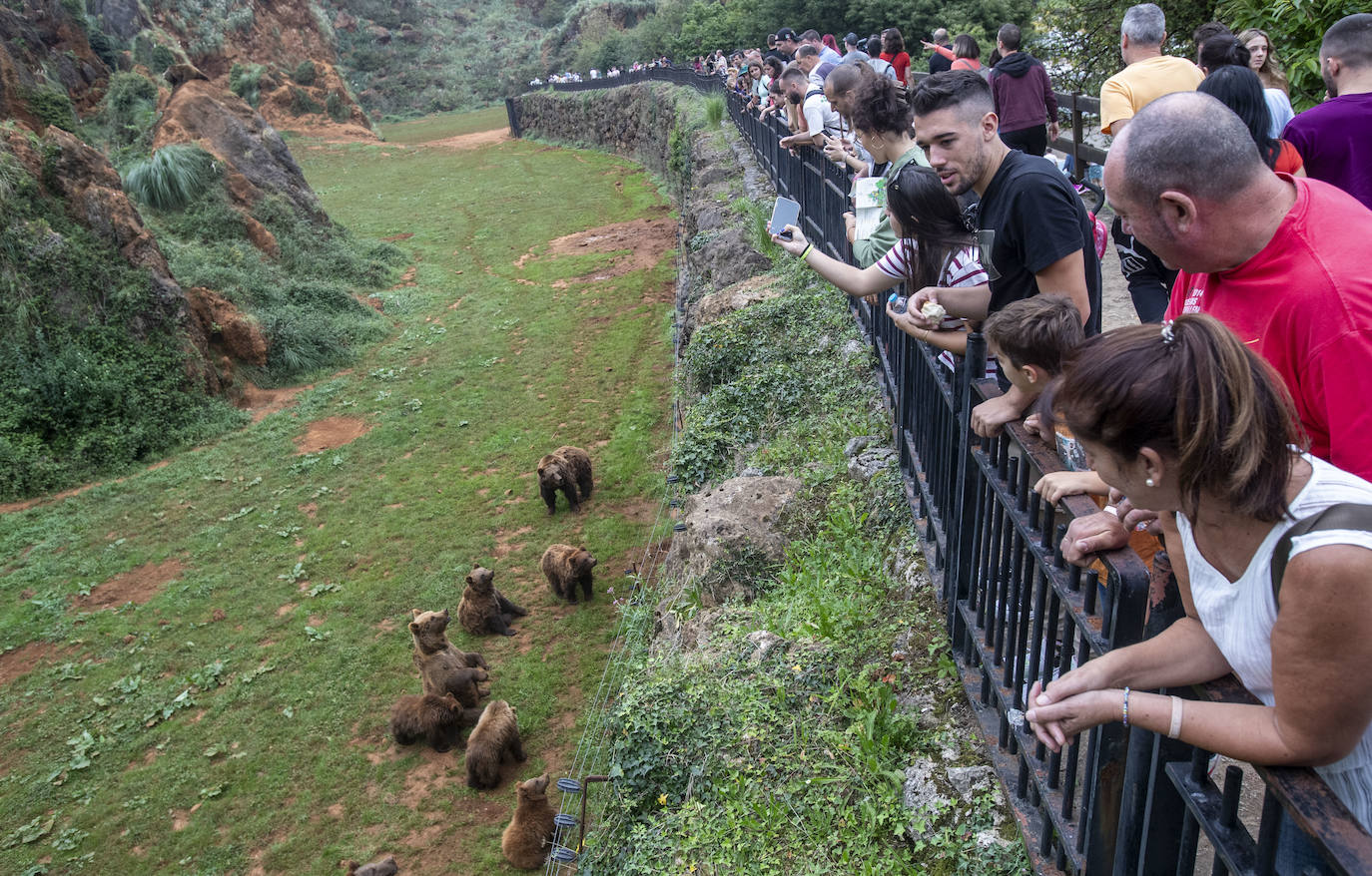 Varios animales se juntaron en una zona entre la expectación de los turistas.