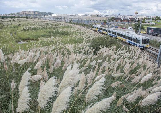 Invasión de plumeros en el arco de la bahía.