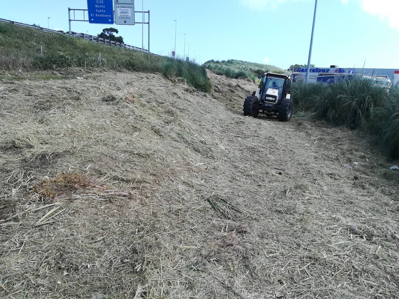 El Alisal. Esta es una de las áreas donde la maquinaria ya se está trabajando para la erradicación de las plantas invasoras. Después se restaurará el suelo y la vegetación autóctona