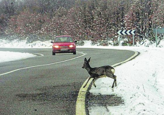 Un corzo cruza una carretera frente a un coche en un paisaje invernal.