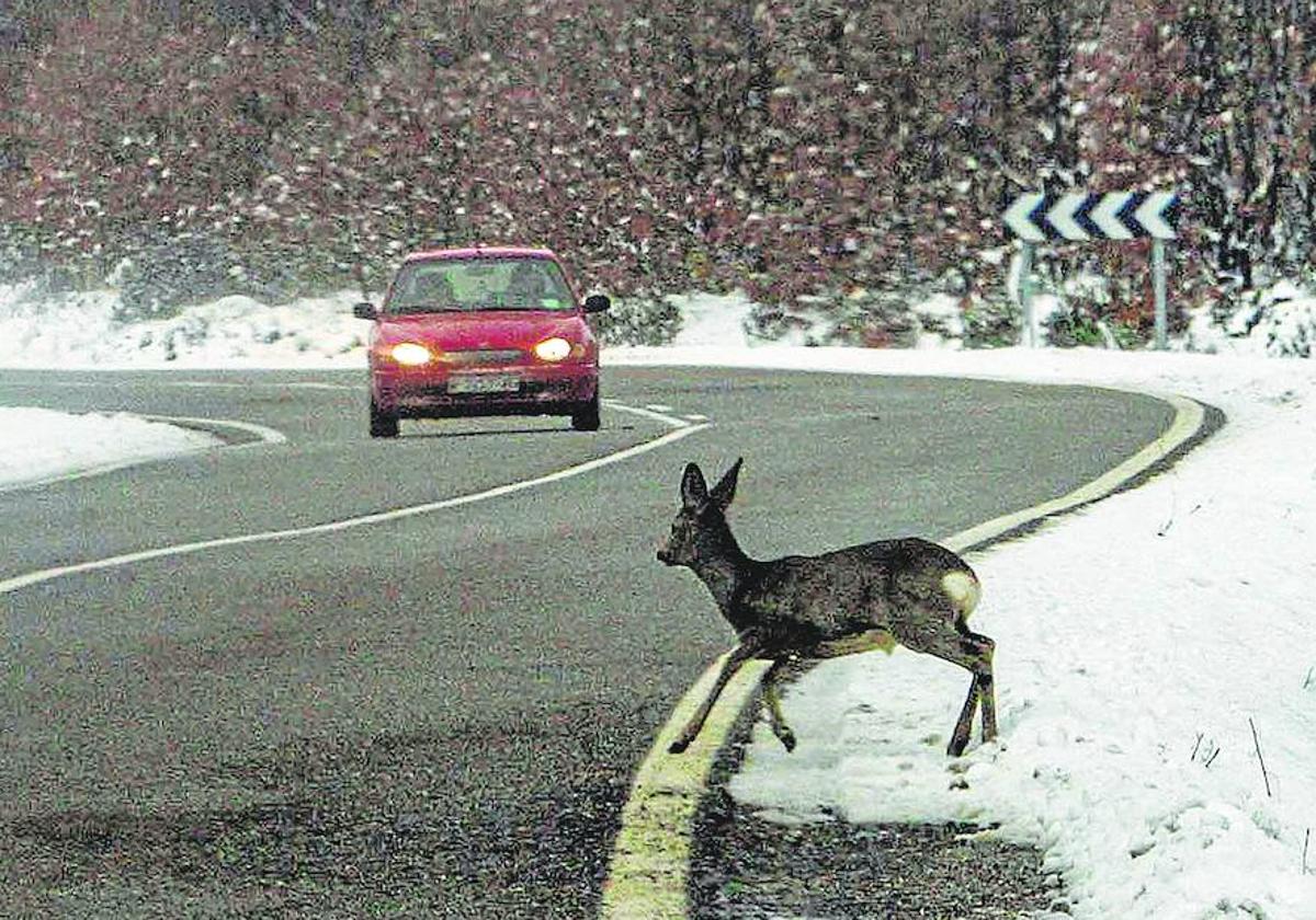 Un corzo cruza una carretera frente a un coche en un paisaje invernal.