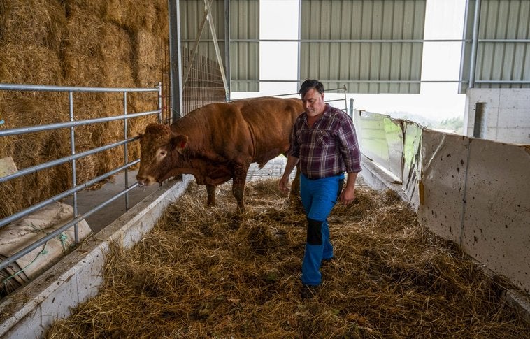 Jesús Ángel Fernández Cobo atiende a Mateo, un toro enfermo. Desde la aparición del brote ha perdido ocho animales.