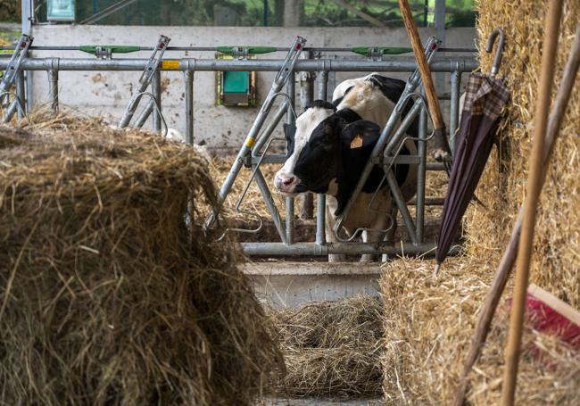 Los animales enfermos tienen úlceras en la boca que les impiden comer.