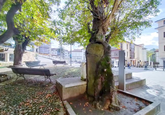 Plaza del Corro Campíos donde se observa uno de los castaños incluidos en el estudio.