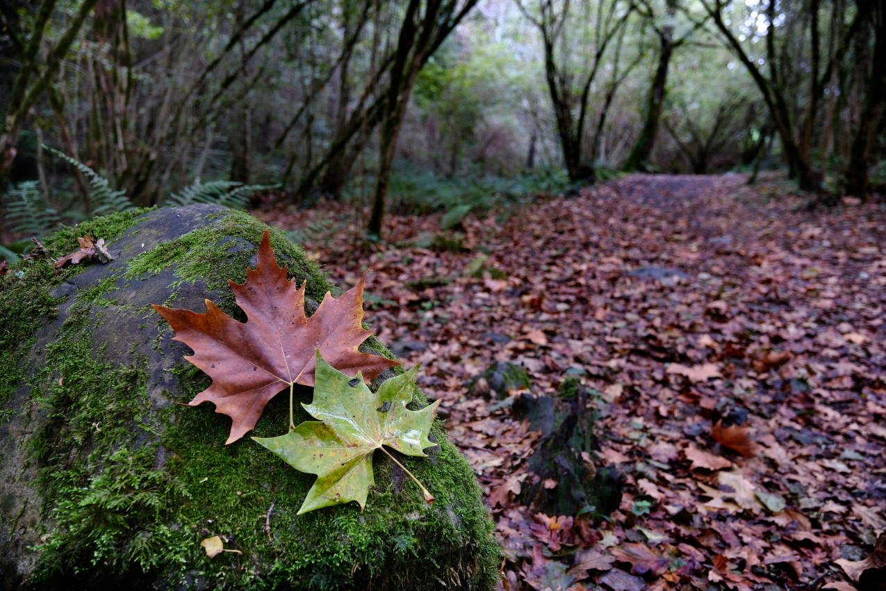 Durante el otoño, el camino está inundado de hojas. 