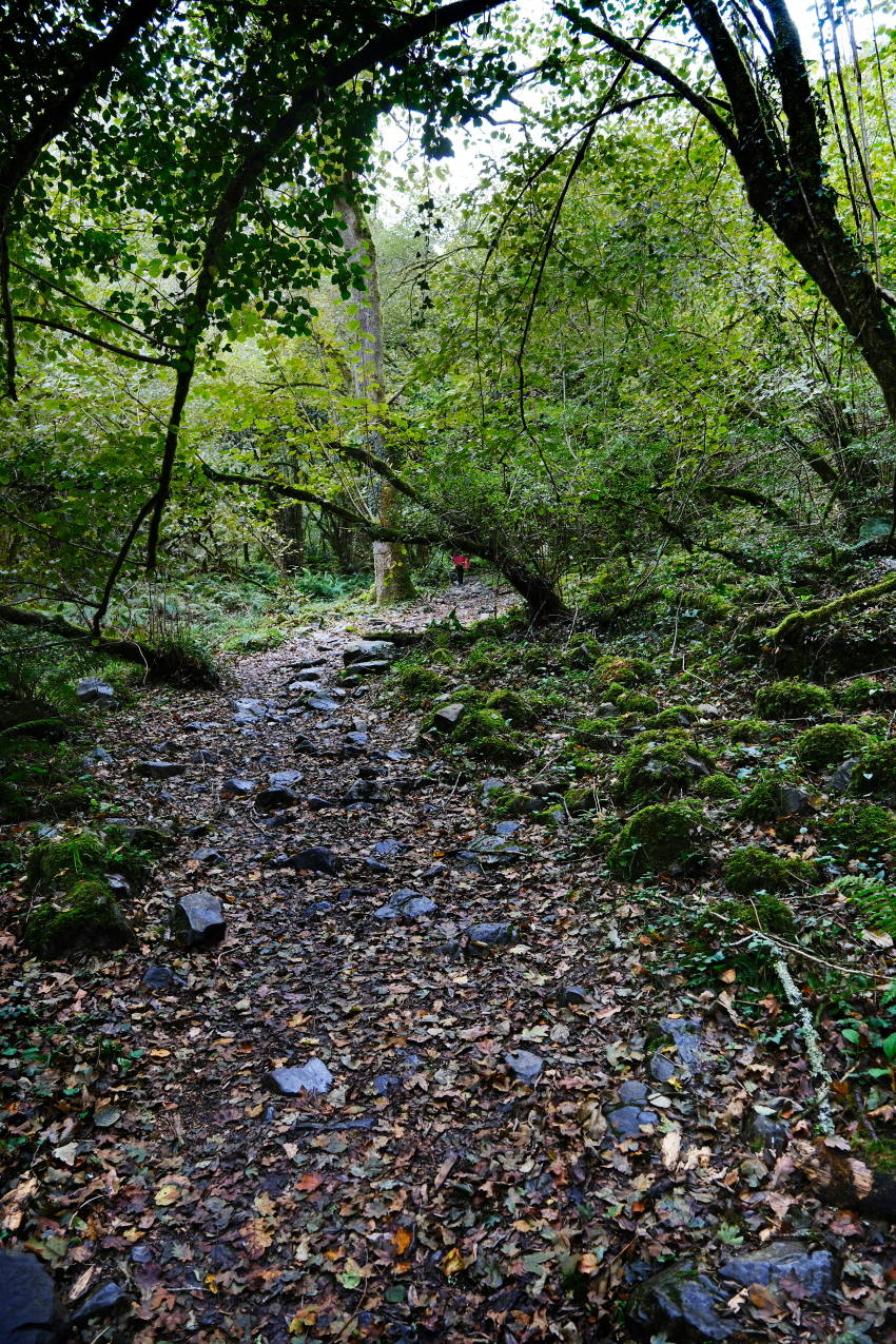 Los bosques de ribera son bosques caducifolios.