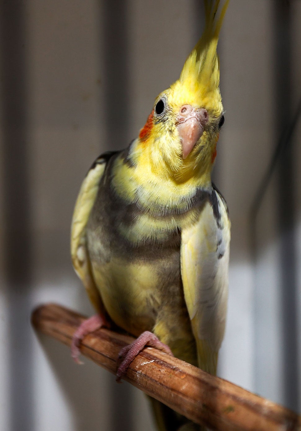 En el concurso participan más de dos mil aves.