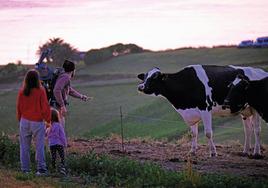 Una familia da de comer a una vaca en el entorno rural de Cantabria.