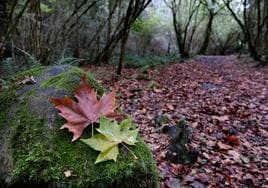 Paseos entre las hojas de cuatro bosques de Cantabria
