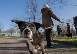 El ciberataque al Registro de Animales afectó a más de 136.000 cántabros