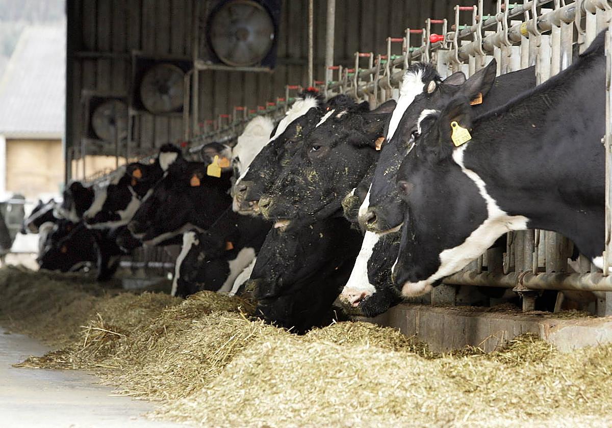 Imagen de una explotación ganadera de Pontones en 2008, donde se detectaron casos de lengua azul.