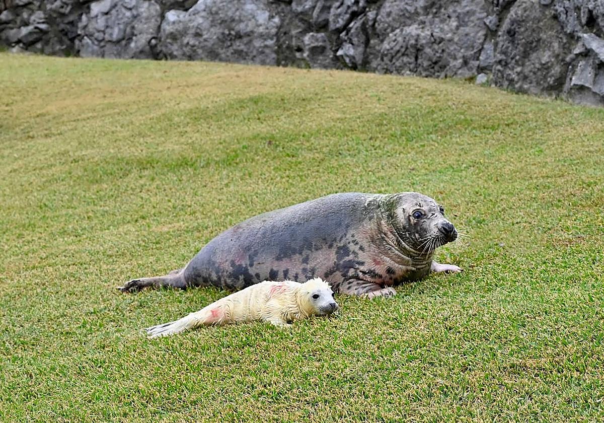 Nace una cría de foca gris en el minizoo de La Magdalena