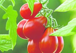 Los tomates pera llevan ese nombre debido a la similitud de su forma con la de la fruta.