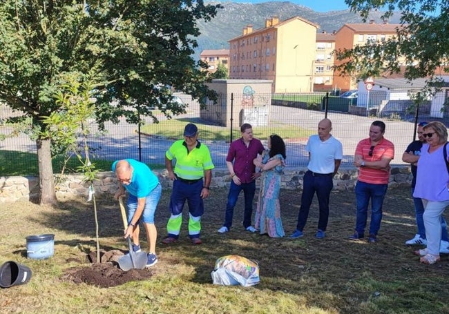 Tradicional plantación de un castaño en el inicio de Magostas de Buelna.