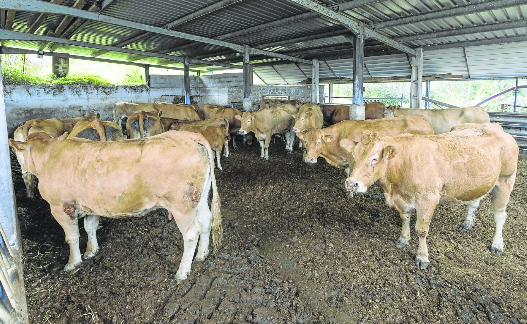 Imagen de una estabulación en Heras con vacas de 'carne' afectadas por la enfermedad hemorrágica epizoótica.