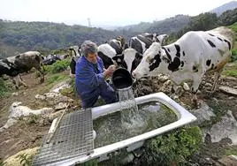 Un ganadero da de beber a sus vacas en Herrerías.