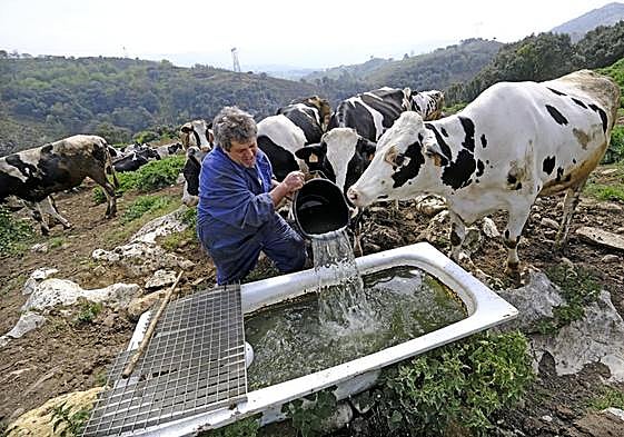 Un ganadero da de beber a sus vacas en Herrerías.